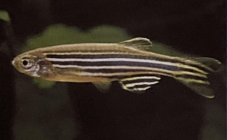 Brachydanio rerio mâle ou danio zébré.